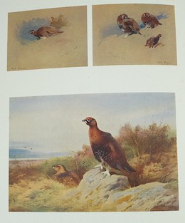 Thorburn, Archibald - A Naturalist’s Sketch Book. First Edition. 60 coloured plates (with guards); gilt cloth & gilt top, 4to. 1919